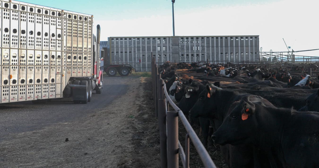 Two cattle pots parked alongside feedlot pens full of black cattle at first light.